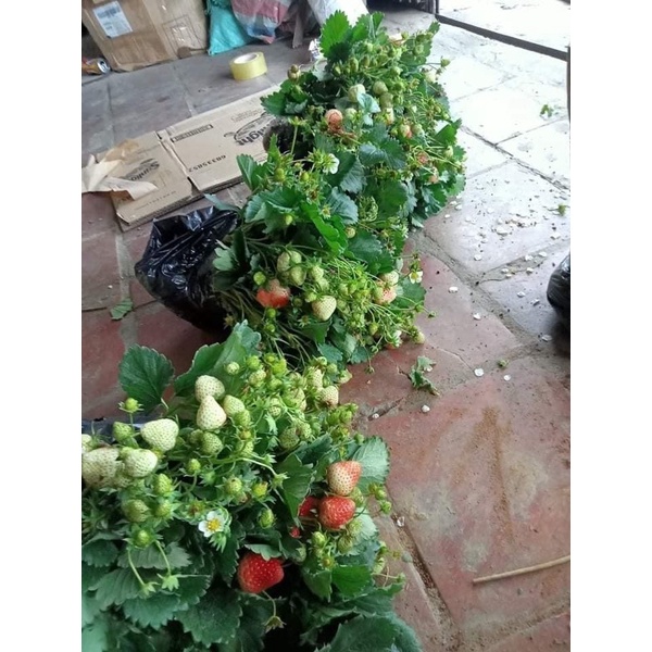 DÂU TÂY HANA CHỊU NHIỆT ĐANG HOA VÀ QUẢ