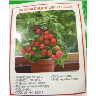 Cà chua cherry lùn f1