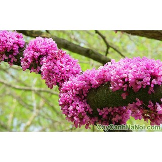 Cây giống hoa hạnh phúc