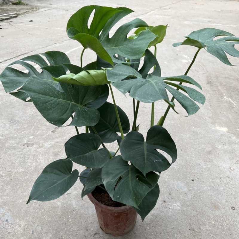 Cây trầu bà nam mỹ Monstera cao 70cm, nhánh lá xum xuê xanh tươi quanh năm, cây phong thuỷ trồng nội thất, sân vườn