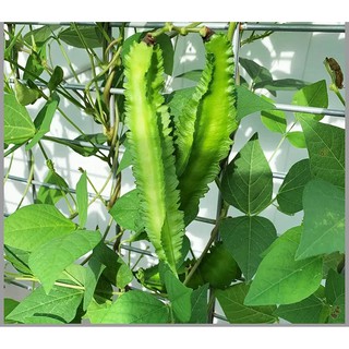 Gói 20 gam hạt giống cây trái Đậu Rồng