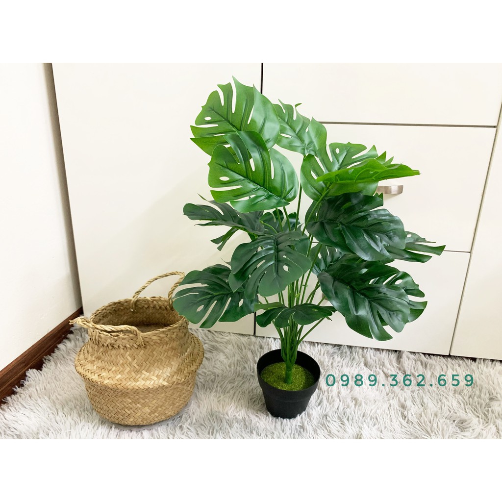 Cây giả - cây lá rùa decor 50cm