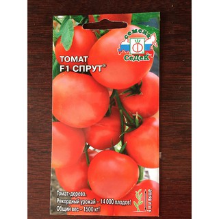 Hạt giống cà chua bạch tuộc leo giàn nhập khẩu