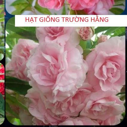 🌹HẠT GIỐNG HOA MÓNG TAY KÉP🌹 DỄ TRỒNG HOA SIÊU BỀN