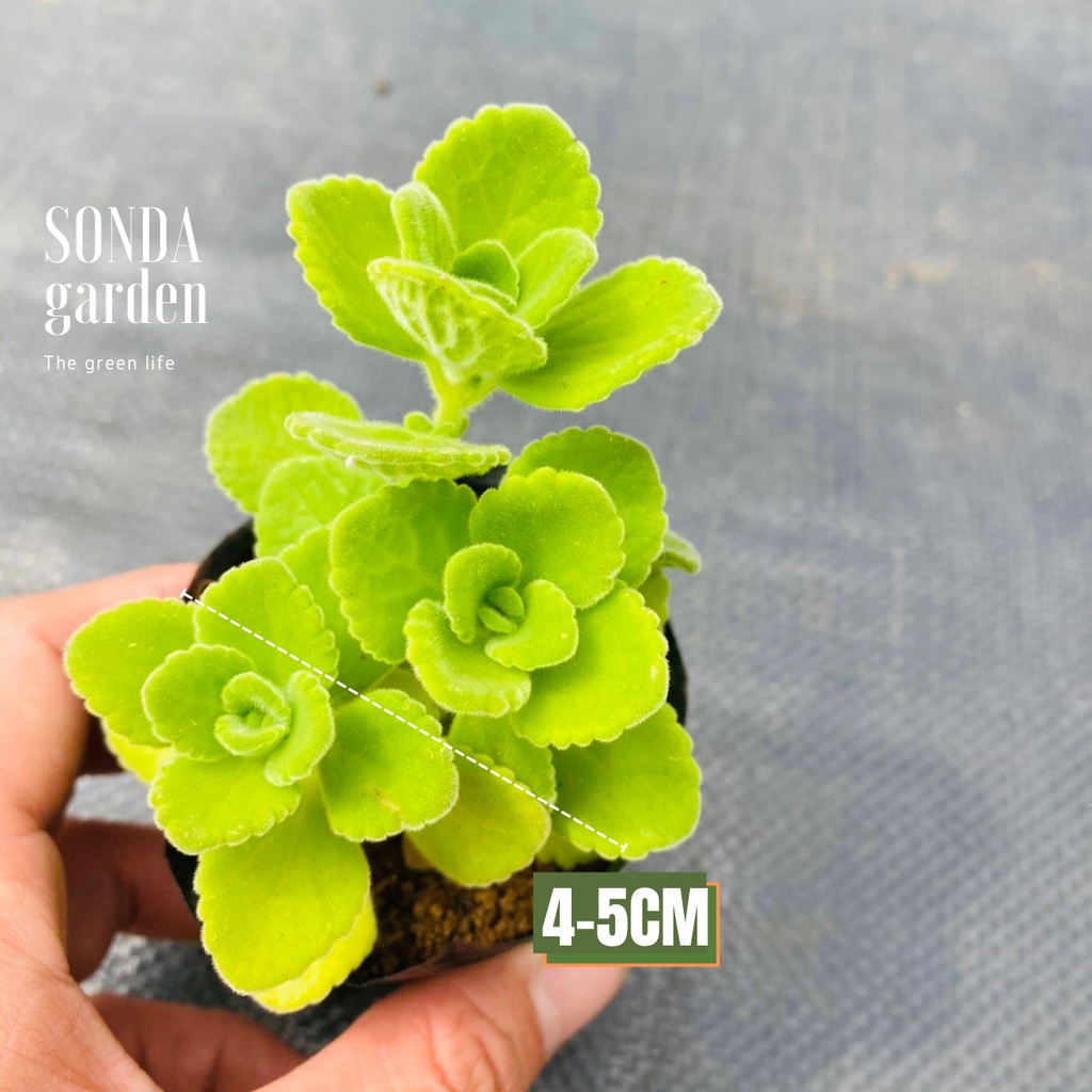 Sen thơm nhất mạt hương SONDA GARDEN size bé 5-7cm, xuất xứ Đà Lạt, khoẻ đẹp, lỗi 1 đổi 1