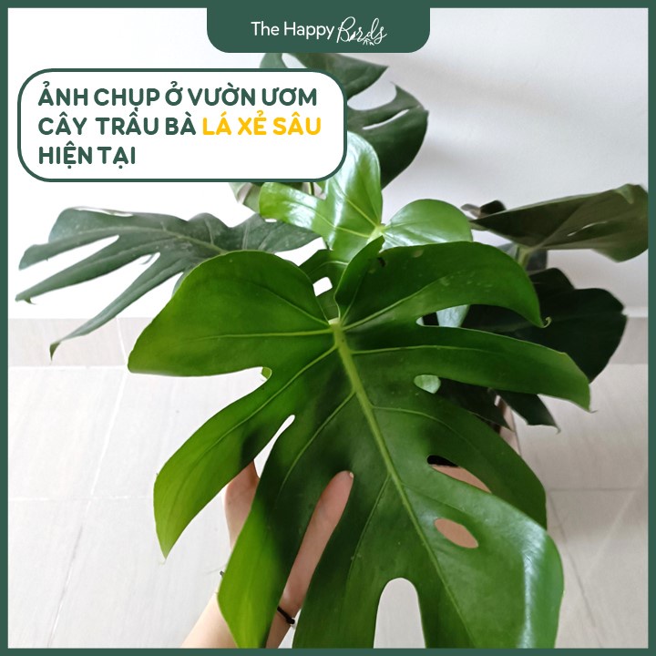 Trầu bà lá xẻ monstera deli Nam Mỹ thân cao 30-45 cm cây nội thất trồng trong nhà ship hỏa tốc Hà Nội - The Happy Birds