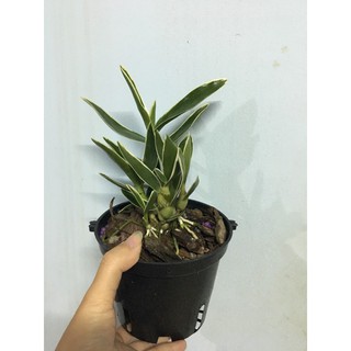 Denro xuân lá biên, hoa chớp