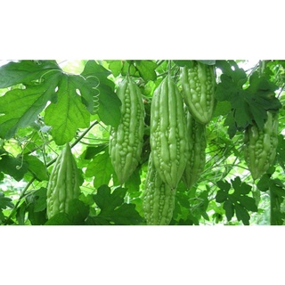 Khổ Qua Hạt Giống ( Sao Phương Nam)