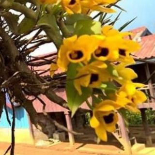 Trầm vàng.ý ngọc. Kim điệp