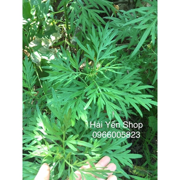 CÂY NGẢI CỨU Tươi_Khô_Cây giống