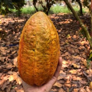 Cacao nguyên chất Đắc Lắc