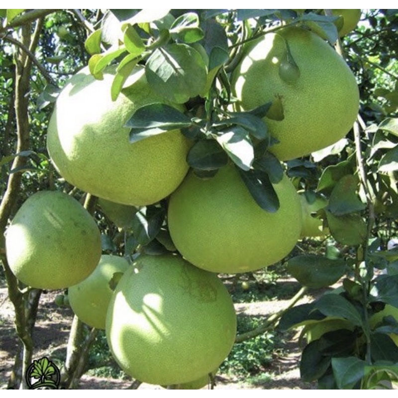 Phân bón vi lượng MAGIE KẼM  giúp lá to, xanh dày, bóng mượt, tăng khả năng quang hợp cho bộ lá.