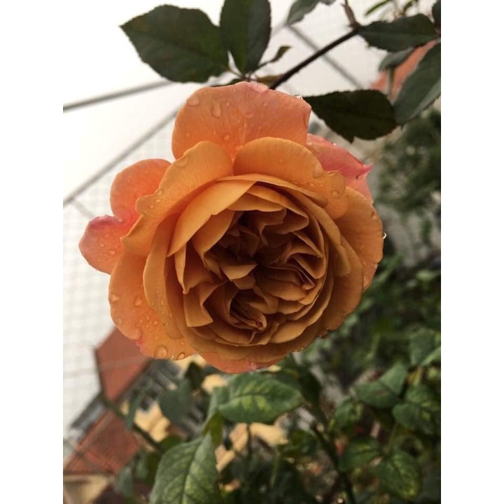 Hoa hồng ngoại Utsusemi  ly cà phê ngọt ngào -hoangoaimelinh