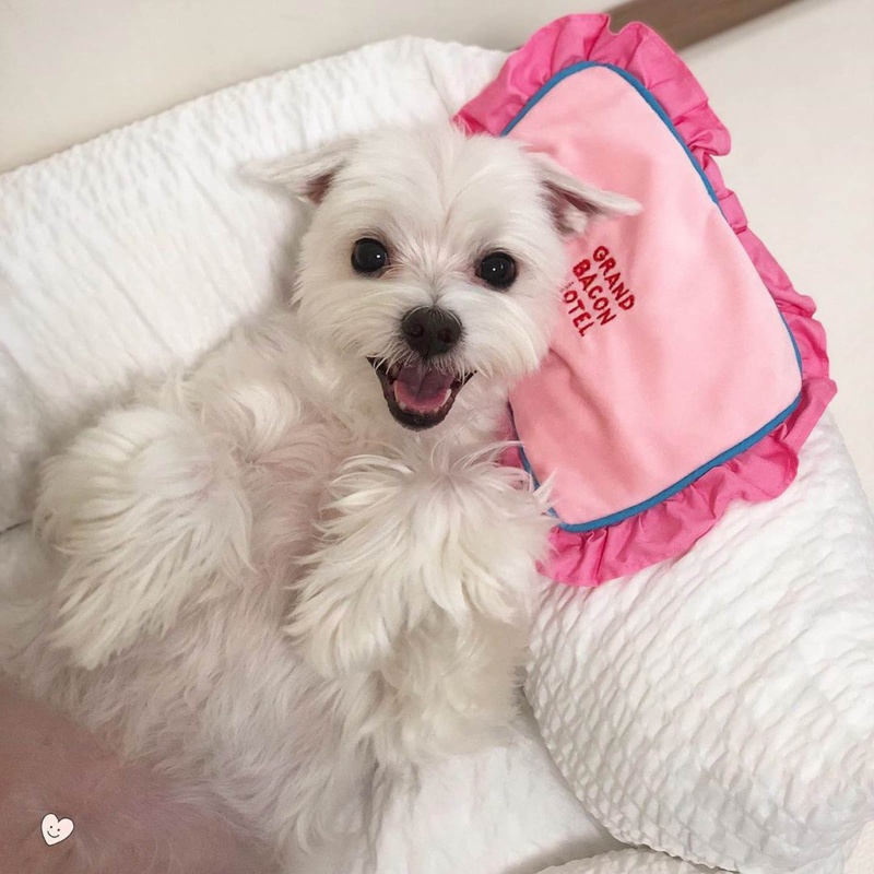 Xiangbao Set 3 Thú Nhồi Bông Đồ Chơi Âm Thanh Trốn Tìm Cho Cún Cưng