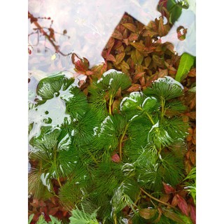 1 PHẦN 7 NHÁNH RONG LA HÁN XANH-CÂY THỦY SINH TRANG TRÍ HỒ CÁ