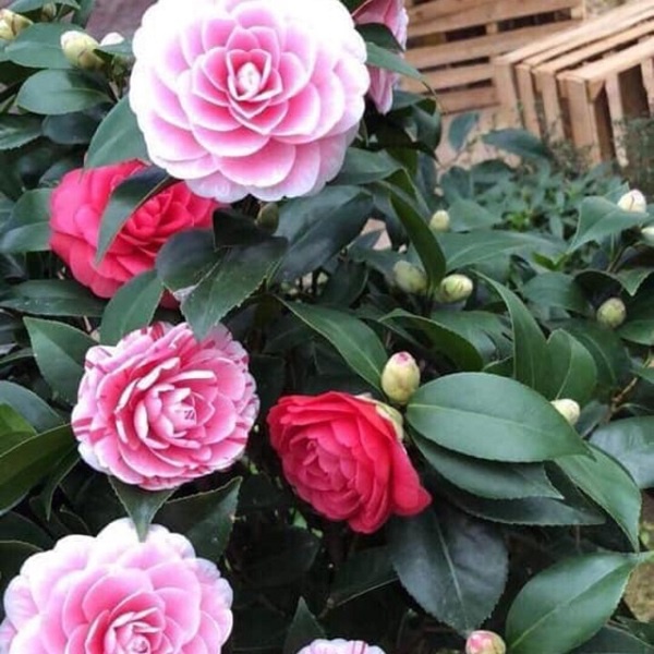 Cây Hoa Trà My Cao 20-60cm