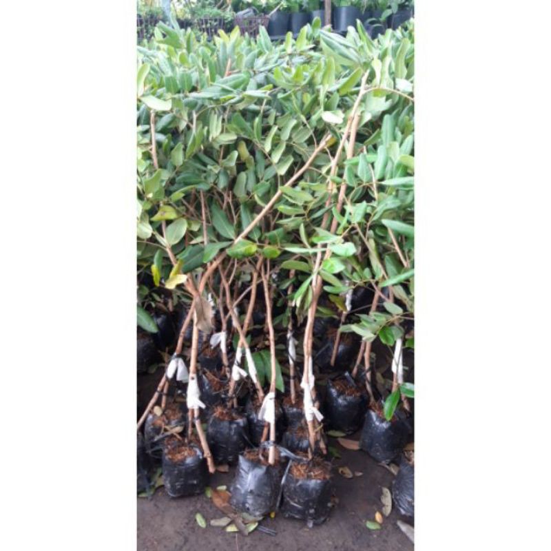 Cây nhãn xuồng cơm vàng hạt lép