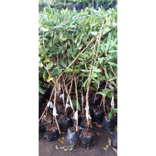 cây nhãn xuồng cơm vàng hạt lép