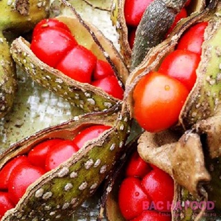 Hạt dổi nếp rừng Sapa 50g