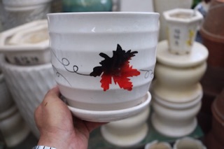 Chậu sứ trồng cây
