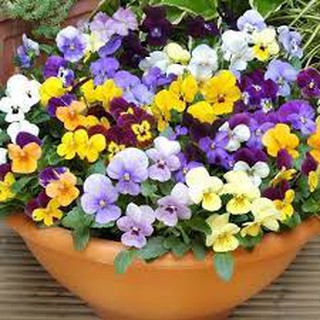 Hạt giống Hoa Viola, hoa Cánh bướm Hạt Giống Hoa Hoa Păng Xê Pansy Nhiều Màu