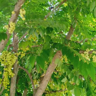 Mứt chùm ruột
