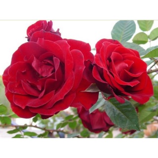 Chậu cây hoa hồng leo valentine ( nguyên bản)