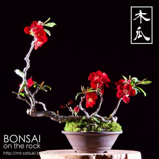 CÂY HOA ĐÀO ĐỎ NHẬT BẢN