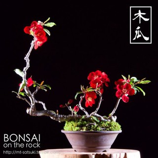 CÂY HOA ĐÀO ĐỎ NHẬT BẢN