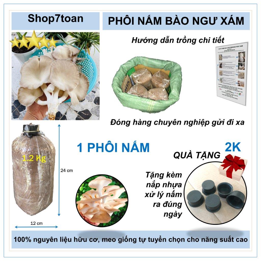 Phôi nấm bào ngư xám mua tận gốc (1.2kg/phôi)