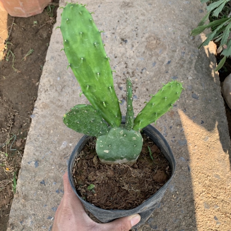 Cây xương rồng tai thỏ cao 15-20cm, cây phong thủy để bàn nội thất mang đến may mắn và thanh lọc không khí