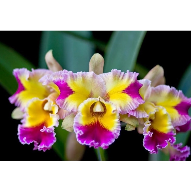 CATTLEYA ĐANG MÈO SẴN - HOA TO NHƯ CÁI BÁT