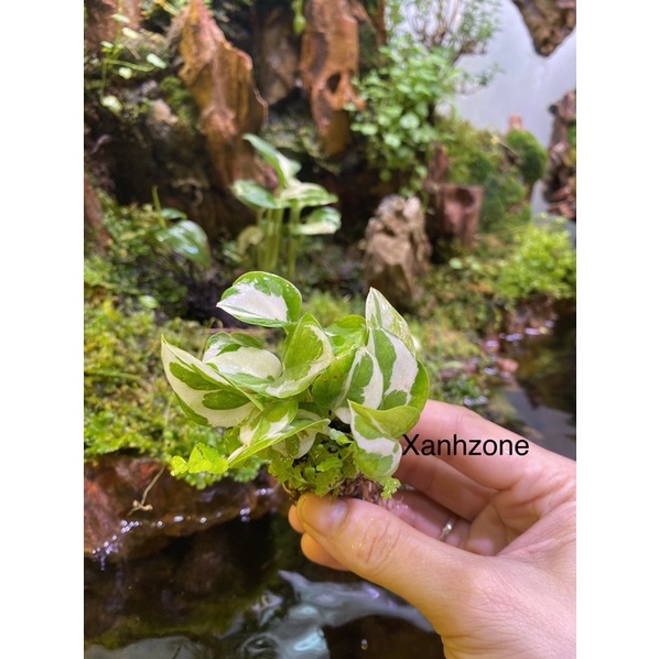 Cây thả nước bể cá, hồ bán cạn, trồng bể terrarium, non bộ