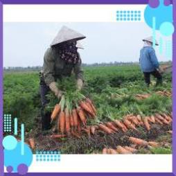 HẠT GIỐNG CÀ RỐT CAO SẢN GÓI 10 GRAM