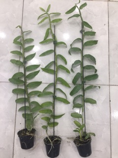 Hoa phong lan Đại Bạch Long hành đài