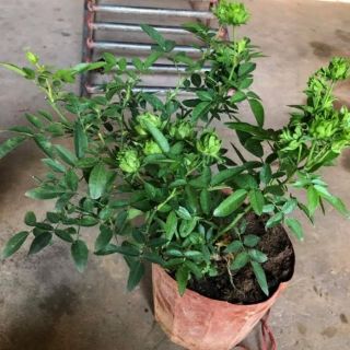 HOA HỒNG XANH