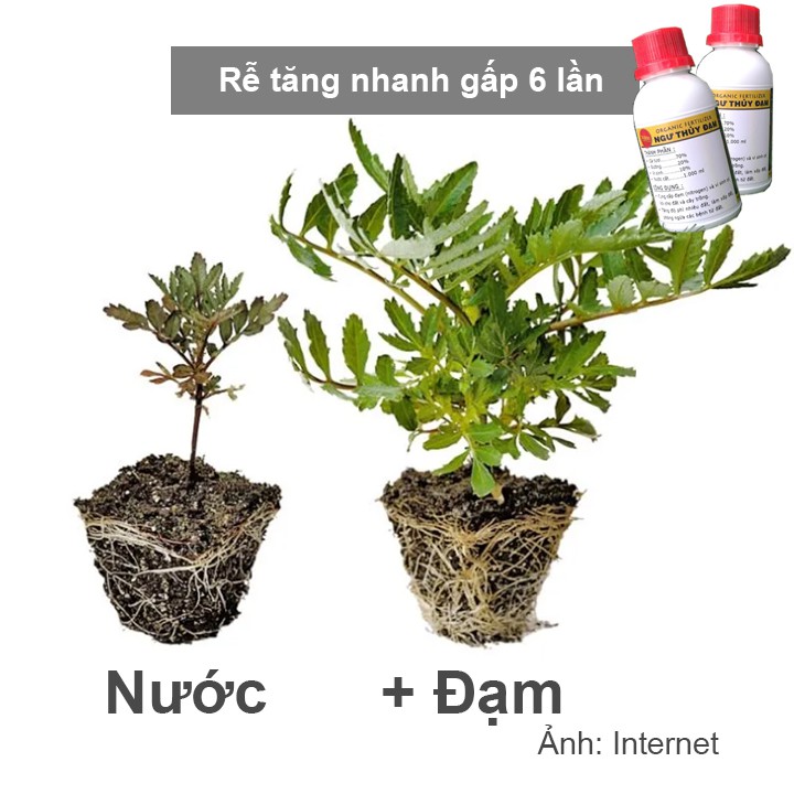 500ml Đạm cá, phân bón kích thích ra rễ, đọt, xanh lá, nhiều hoa, hồng, lan, rau, trái, củ