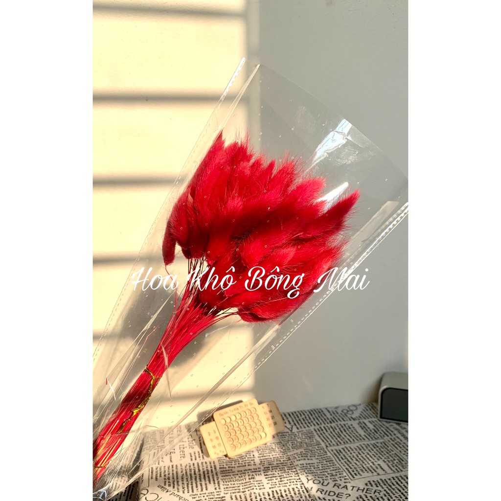 [10 bông ] Hoa khô CỎ ĐUÔI THỎ Lagurus Bunny Tails nhiều màu decor trang trí nhà cửa, đạo cụ chụp ảnh