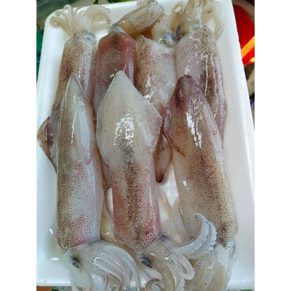 Mực Ống Tươi 500g