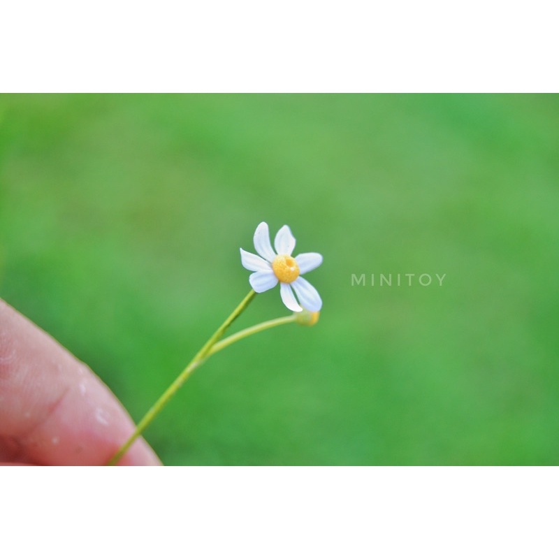 Hoa daisy thu nhỏ bằng đất sét