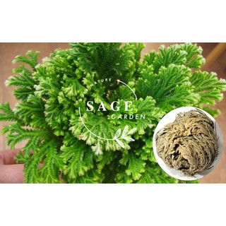 CÂY PHỤC SINH - Mang lại may mắn (Rose of Jericho)_SAGE GARDEN