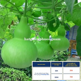 10H - HẠT GIỐNG BẦU HỒ LÔ