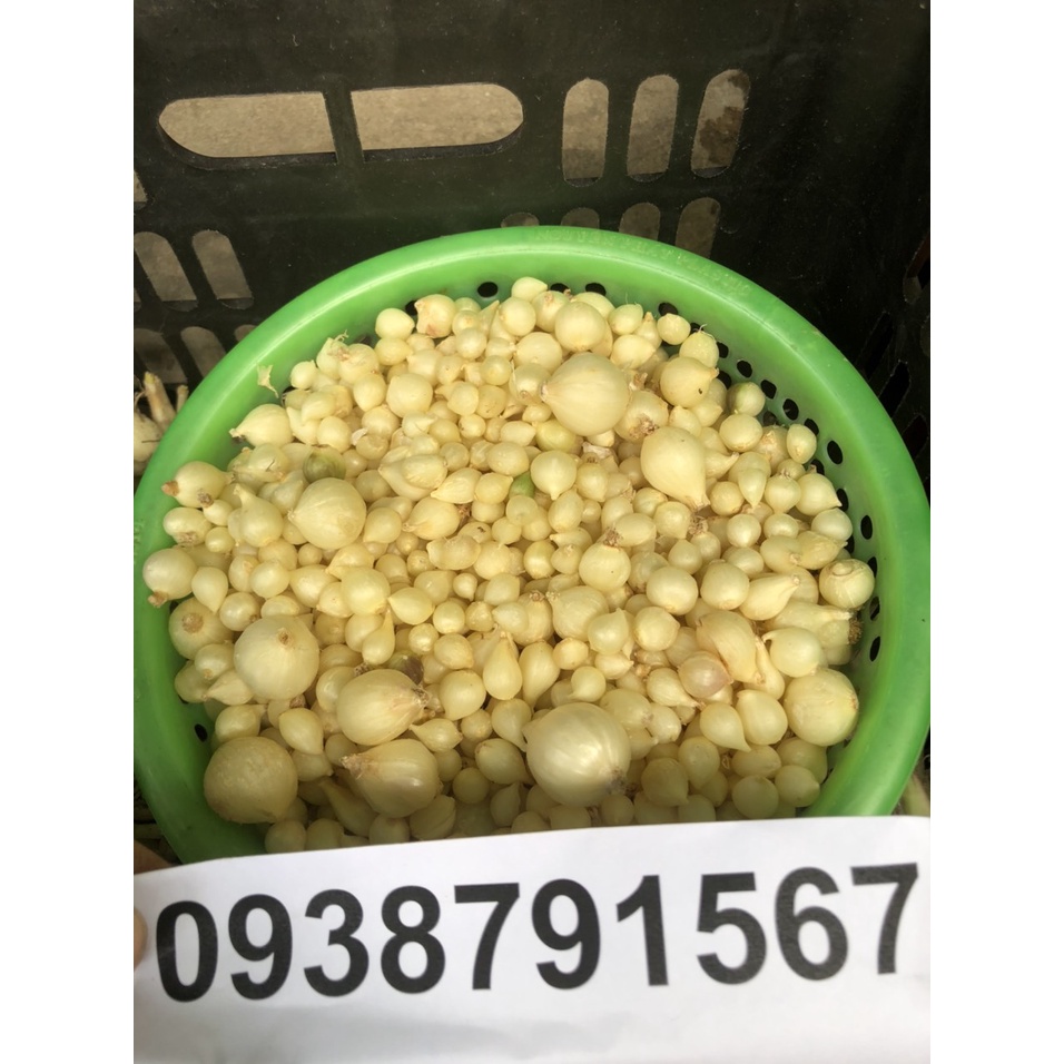 100g Củ nén (hành tăm) miền trung