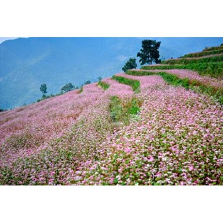 Hạt giống tam giác mạch (50 hạt)