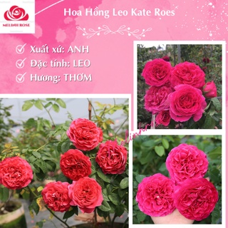 Hoa hồng ngoại kate rose – Nữ hoàng bí ẩn của xứ sở sương mù Anh quốc- Vườn Hoa Melinhrose