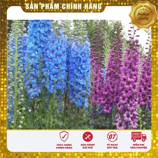 Hạt Giống Hoa Phi Yến mix LUCKY SEEDS