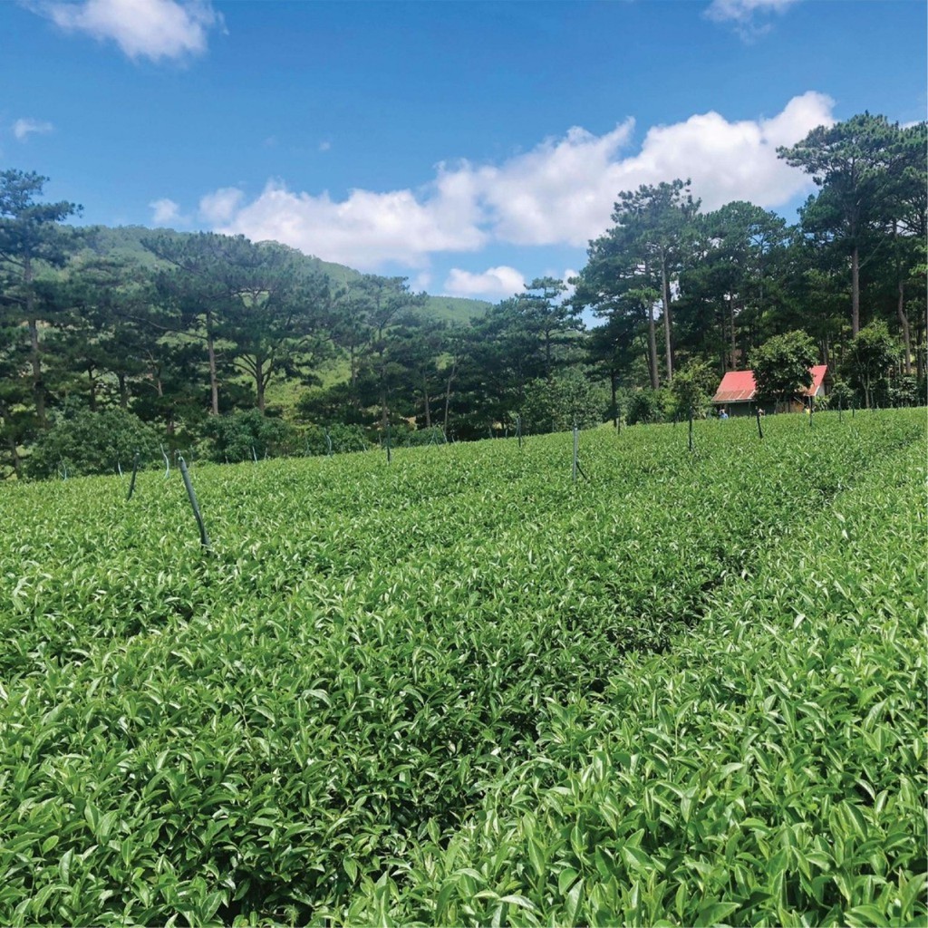 Trà xanh Cầu Đất(150gram)- Dalat farm