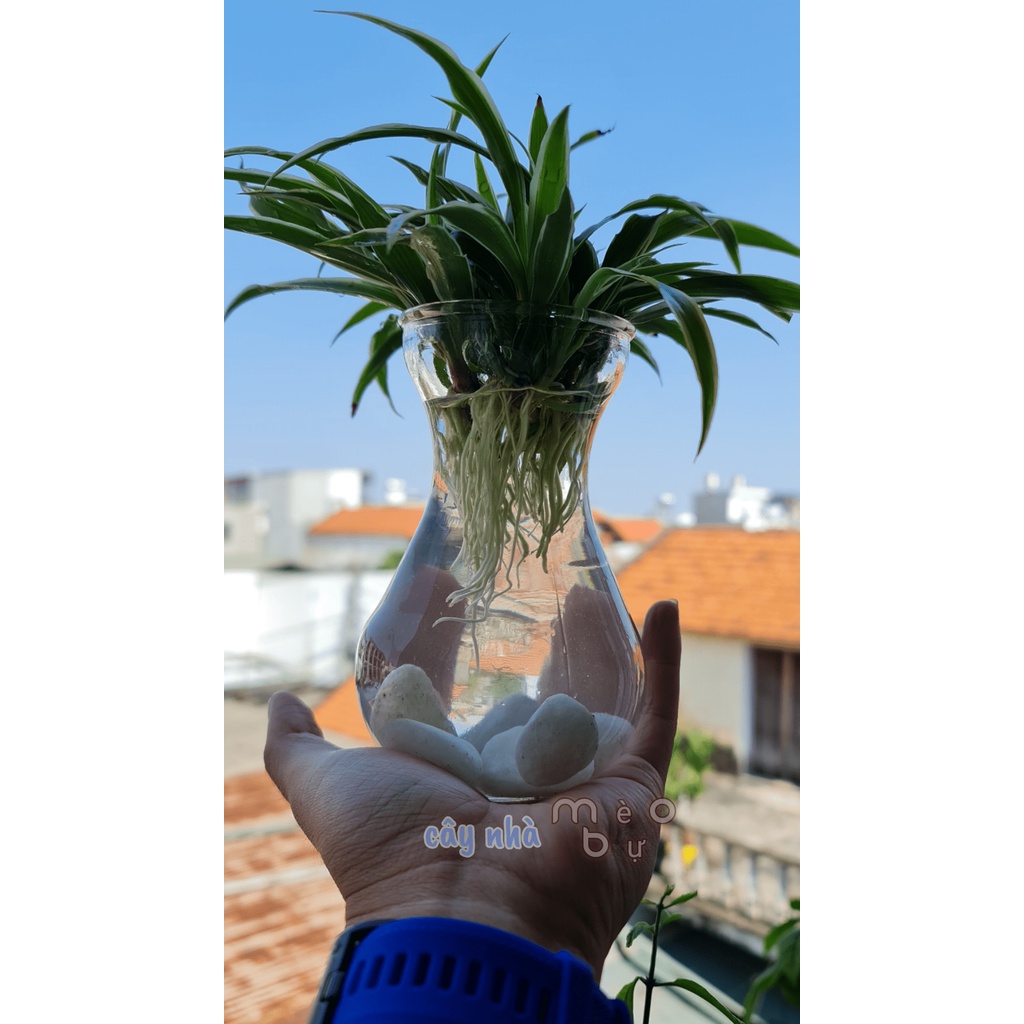 Cây lan chi thủy sinh (cây nhện, lục trảo thổ) lọc không khí