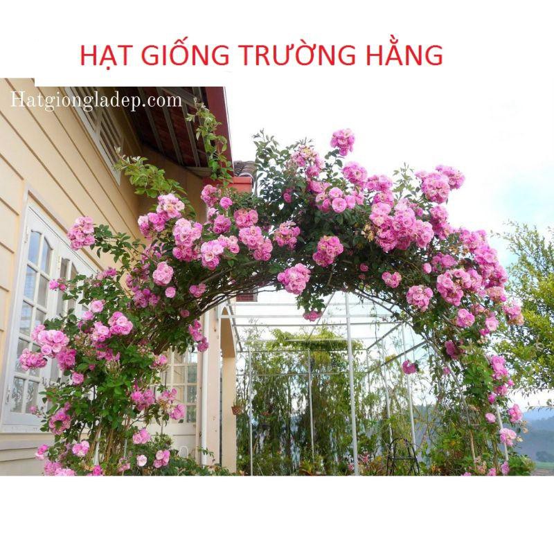 Gói Hạt Giống Hoa Hồng Leo Pháp Mix - Tặng Kèm Kích Mần và hướng dẫn gieo Gói 20 Hạt Giống Hoa Hồng Leo