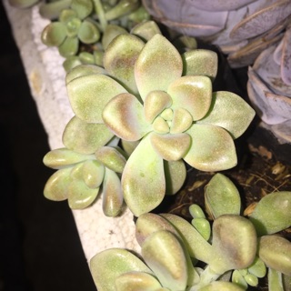 Sen đá -  kim tuyến mập